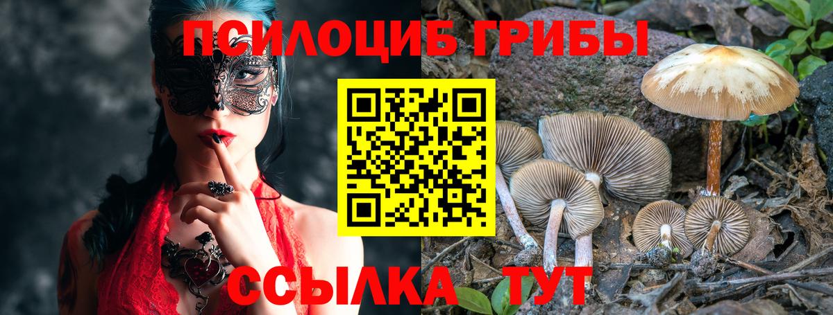 Галлюциногенные грибы Psilocybe Владикавказ